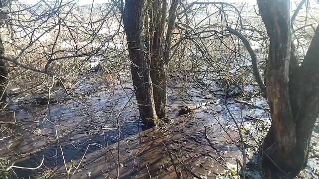 Вот и ВЕСНА пришла.