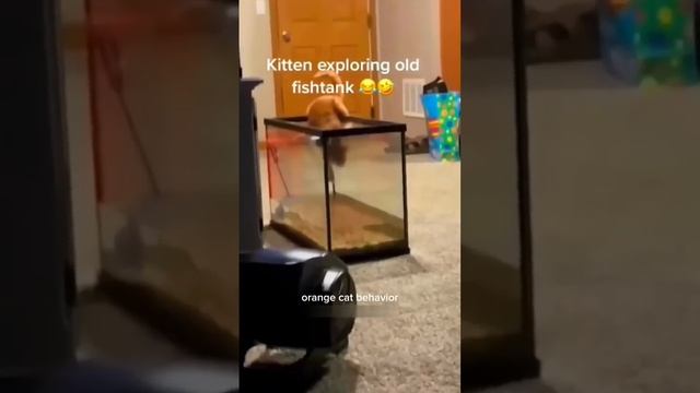 Осторожно, котики!16