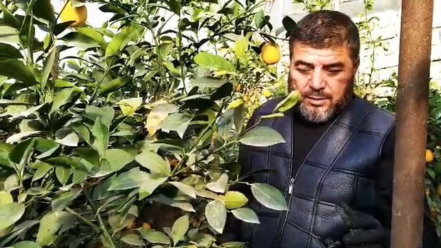 Limon terish va saqlash sirlari Ustoz MuhammadYusufdan