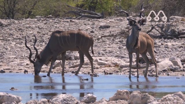 LEÃO DERRUBA KUDU NA FRENTE DE CARROS