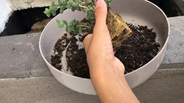 Plantando 3 JARDINERAS! Quedó GENIAL!! 🙀 - Mundo Suculento