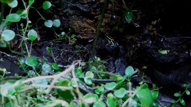 Ranitomeya amazonica 'French Guiana' time lapse (ventrimaculata 'French Guiana Yellow)