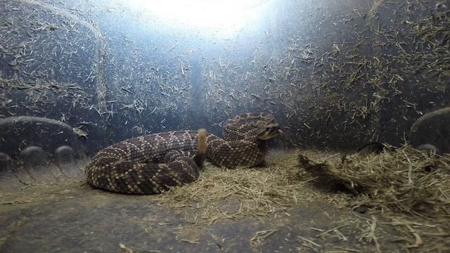 Southern Pacific Rattlesnake - Crotalus oreganus helleri 6/23/17