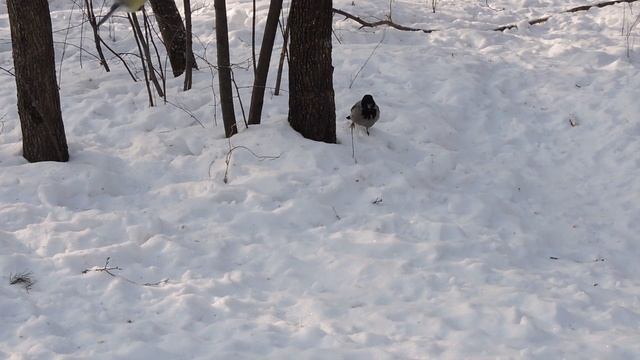 Кормлю знакомую ворону.