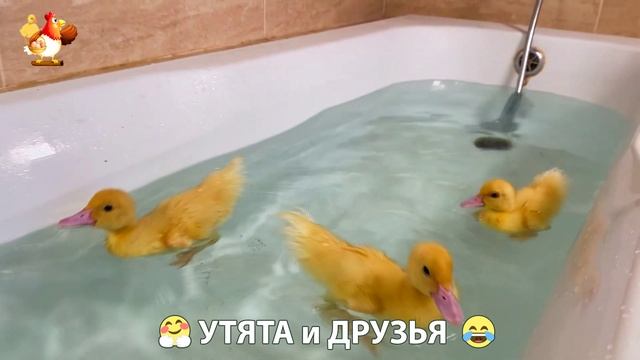Утята с друзьями – мир нежных эмоций 🤗 эпизод (72)