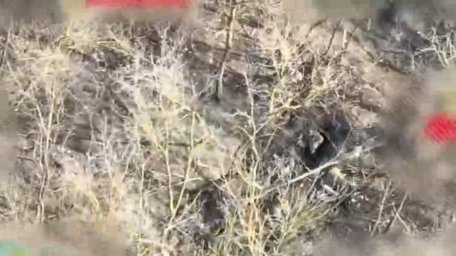 Бандерлоги сдаются в плен на курском направлении.