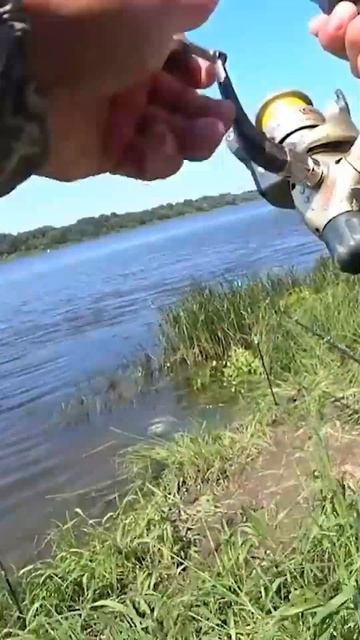 Килошные лещи #shorts #shortsvideo #рыбалка #fishing