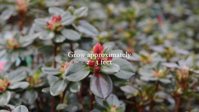 Azalea FAQ's from The Pavilion Garden Centre in Cork | Planting, Watering, & Thriving