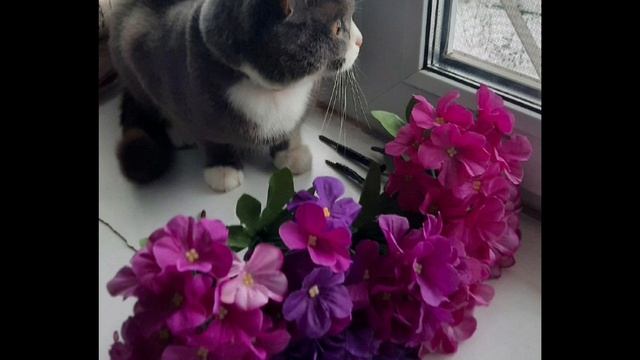 lv_0_20250310140047.mp4