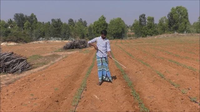 Natural Farming Method of Tomato Cultivation