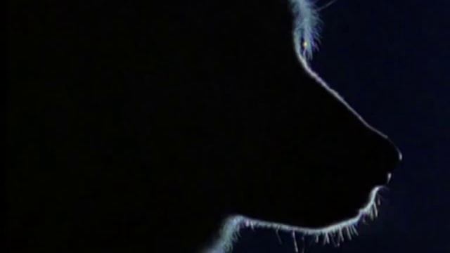 Князь - оборотень