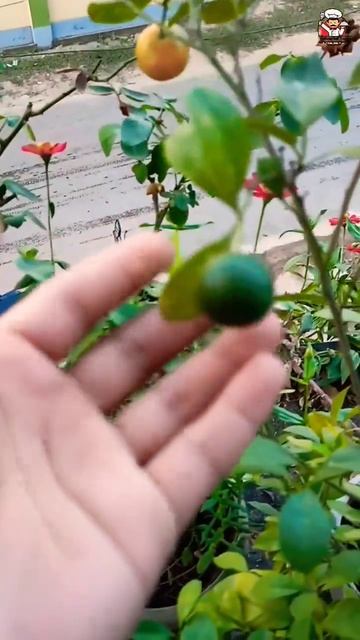 Cute Hybrid Mini Orange Tree 🍊  🤤 @foodsweeat6153