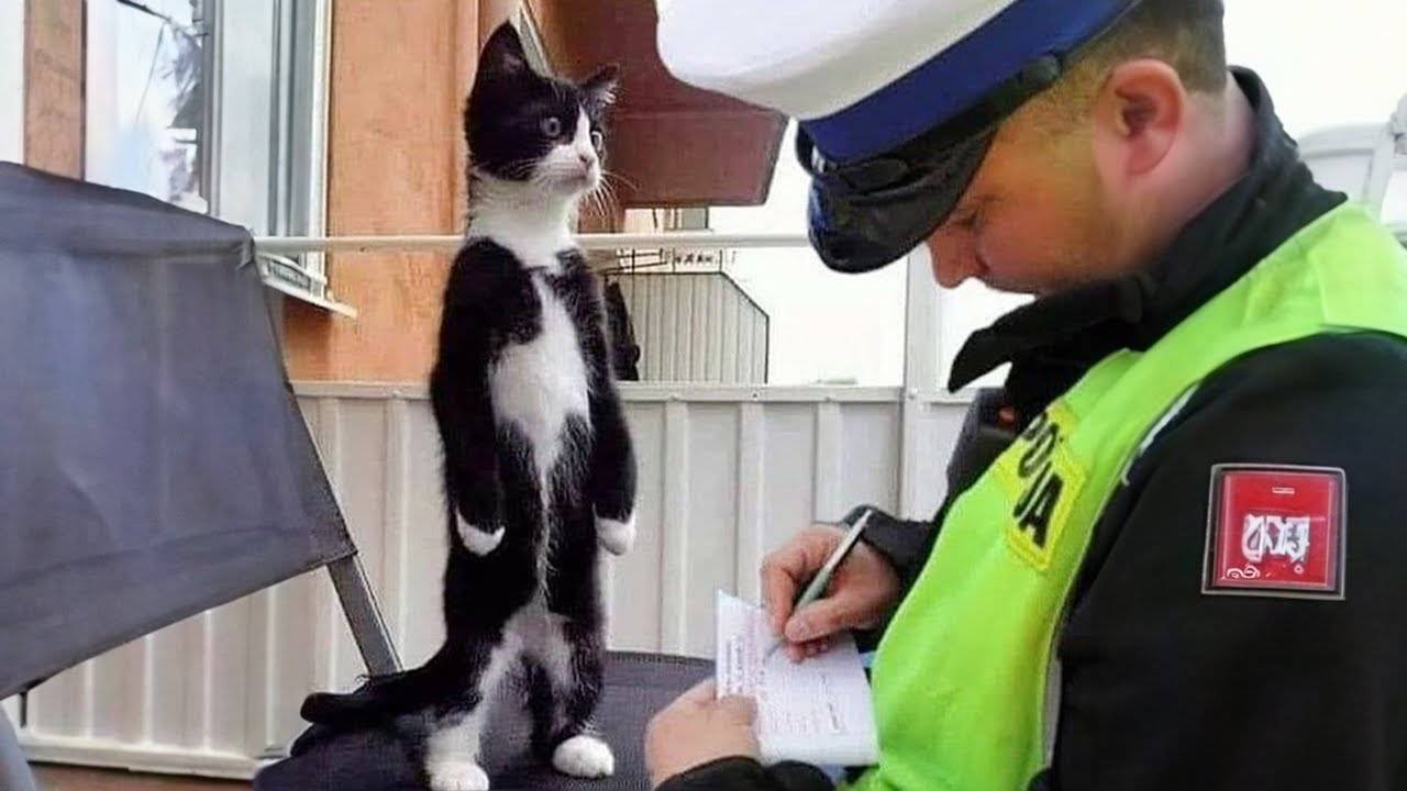 😼 Почему иметь кота — это непросто: 🐱 Самые НАДОЕДЛИВЫЕ и хулиганистые моменты! 😂