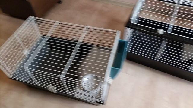 VID_20250310_093303.mp4