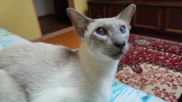Сиамский кот