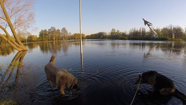 Велособаки Лика Пума