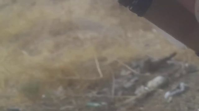 México salvaje capítulo 105 "Zoropsis Spinimana" falsa araña lobo.