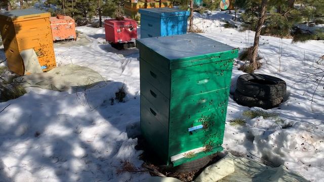 Первый очистительный облет пчелы.Март