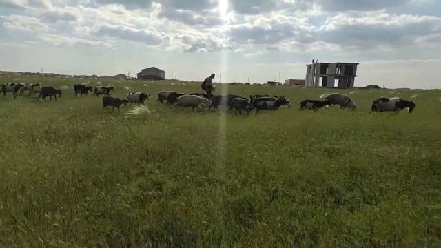 Козы на прогулке 🐐🐐🐐
