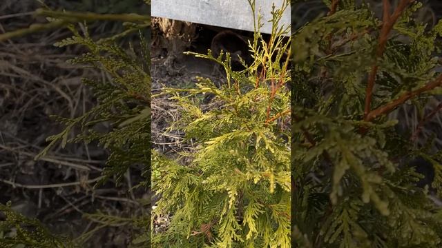 Туя Брабант всегда красива