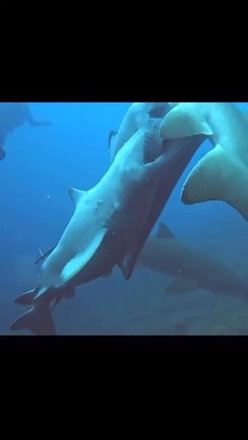 Битва  двух  акул.