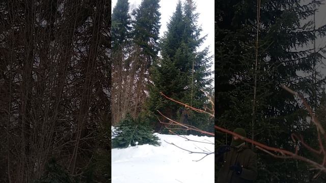 заготовка лапника