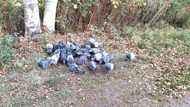 Покормите птиц сегодня!!!