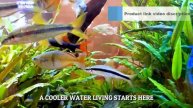 Which Best Aquarium Chiller - Top 5 Fish Tank Cooling Heating Machine (Buying Guide)