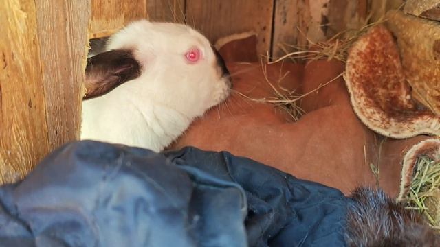 наши кролики спят только в норковой шарке