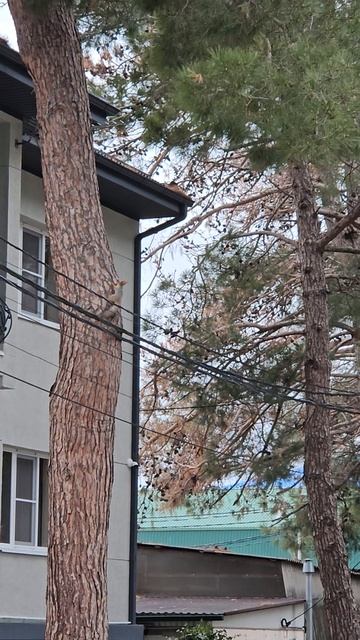 Такси у моря 🚕🏝️
#белка