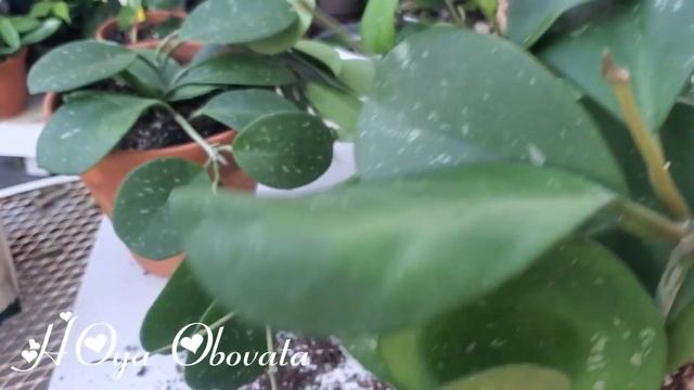 hoya Obovata
