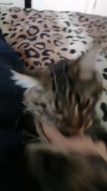 Кот кусака..Еще больше видео и фотоконтента на сайте oyta.ru #кот #животное #коткусает #видео