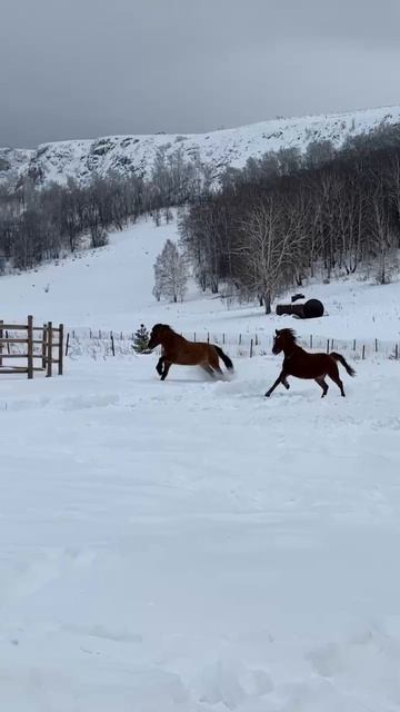 Видео от онлайн  ученика Horse Familу из Башкирии
 Ришат и его красавцы