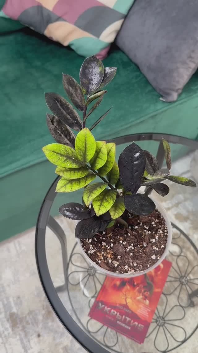 Zamioculcas Emerald