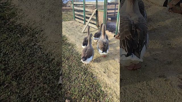 Приятный сюрприз для гусей 🪿