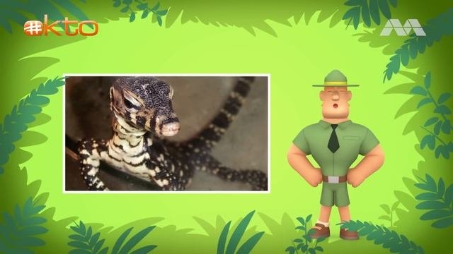 Is This A Baby Water Monitor Lizard Or A Crocodile?|Leo The Wildlife Ranger|For Kids|@Mediacorp Okt
