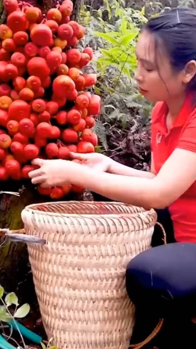 🌿Сбор КРАСНОГО ИНЖИРА! #shorts #garden #советы