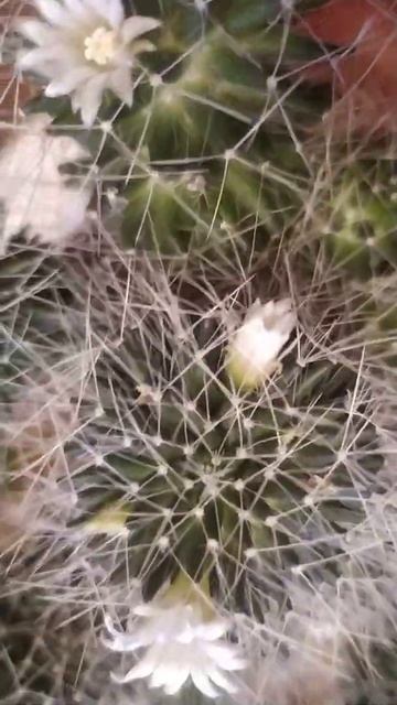 Кактус 🌵🌵🌵 цветёт