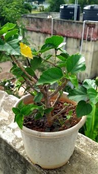 #hibiscus #hibiscusgrafting #gardening#shorts