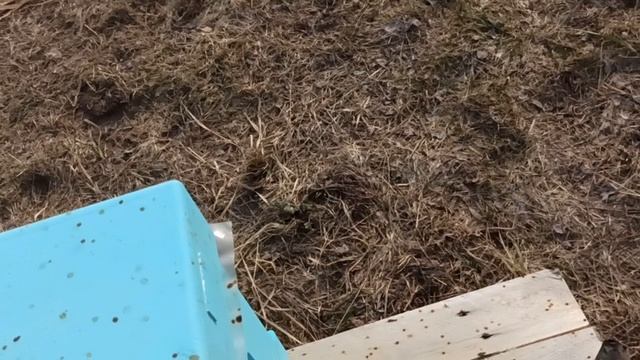 Весенние работы на пасеке.