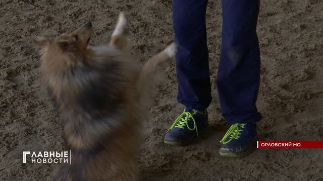 В Орле прошел Кубок региона по кинологическому спорту и спортивно-прикладному собаководству