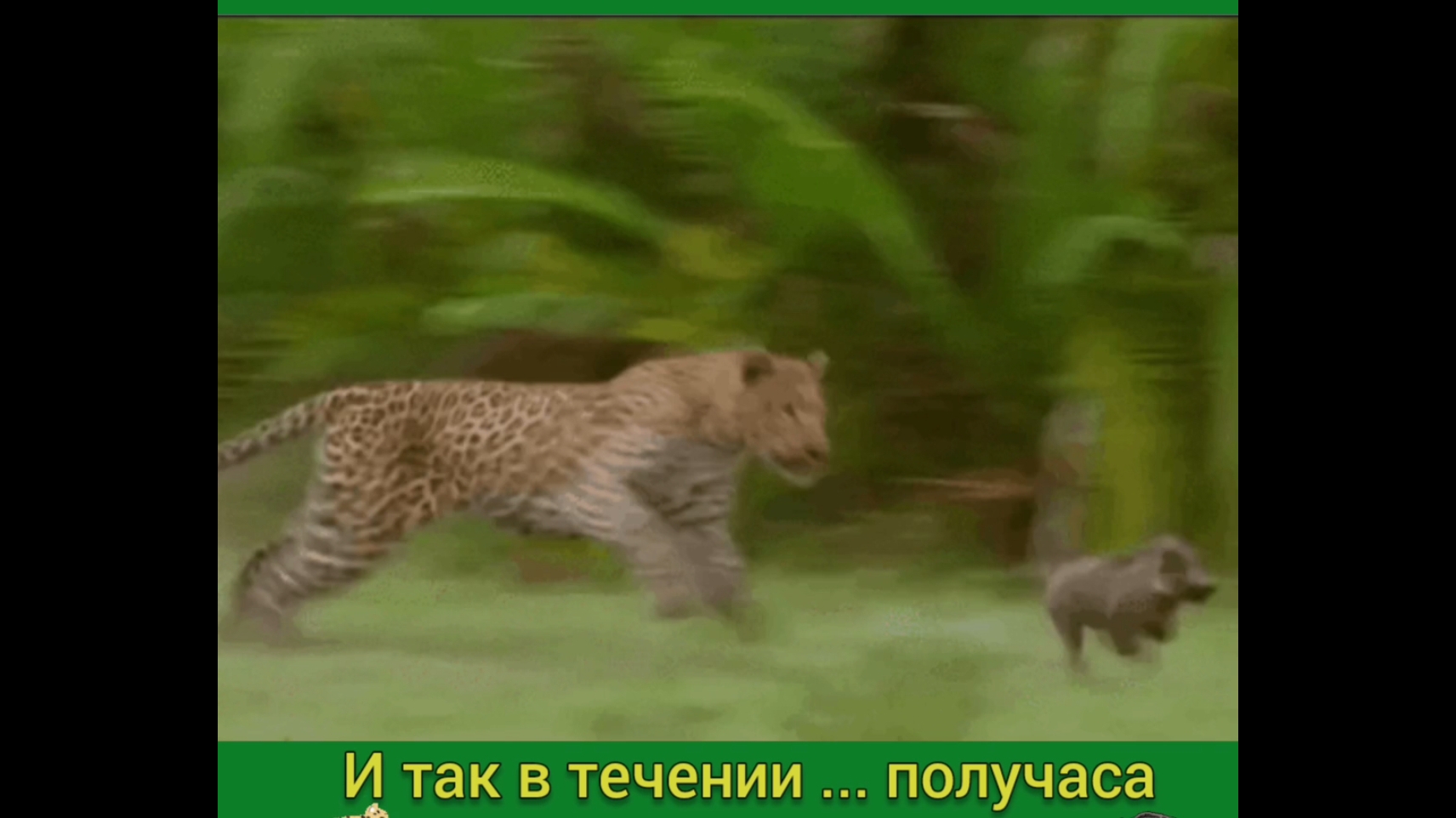 И ТАК ПОЛЧАСА ПОКА ЛЕОПАРД ... НЕ УПАЛ ..