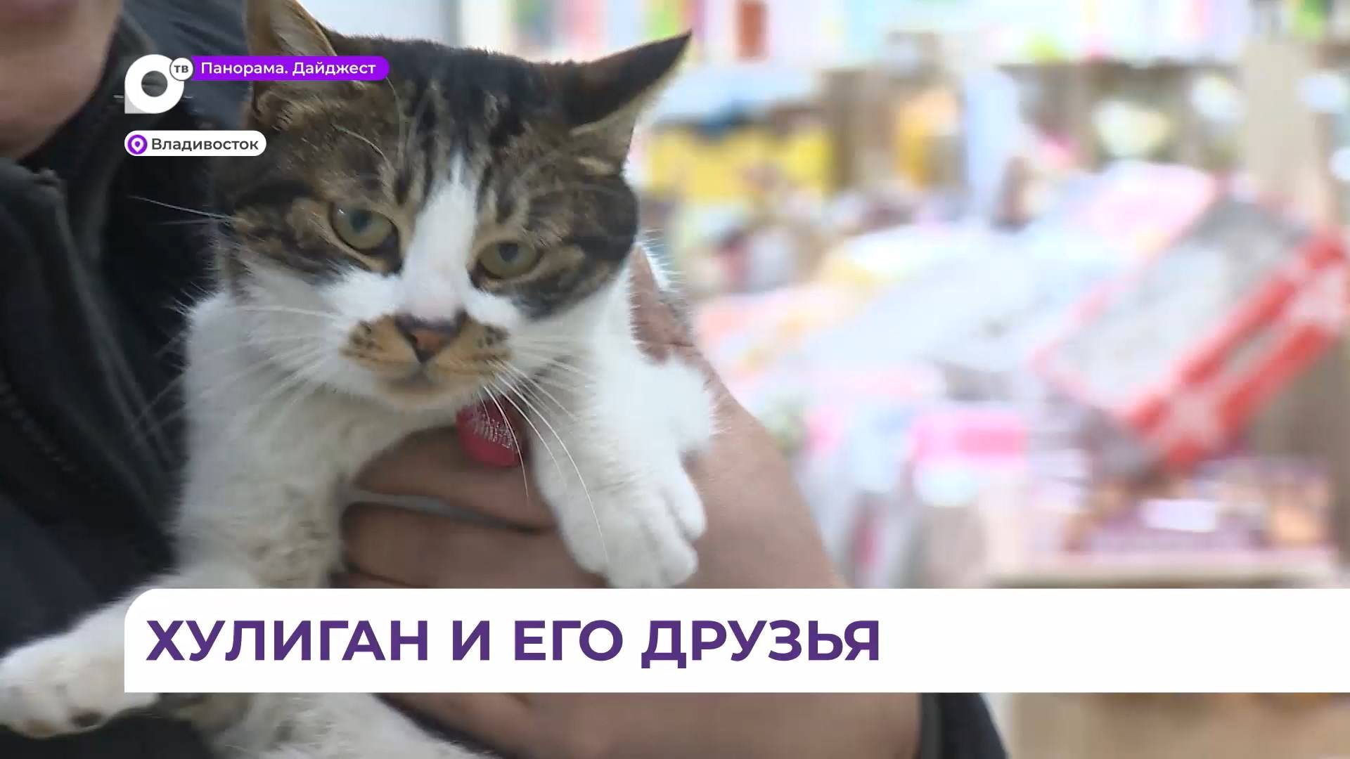 Работники и посетители рынка «Берёзка» во Владивостоке целую неделю ждали встречи с котом Чельзе