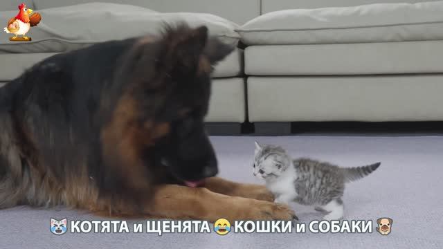 Котята и Щенята 😹 Кошки и Собаки ❣️🥰😂 (6)