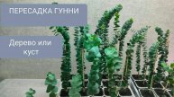 🟢ЭВКАЛИПТ ГУННИ. ТОНКОСТИ ФОРМИРОВАНИЯ И ПЕРЕСАДКА!