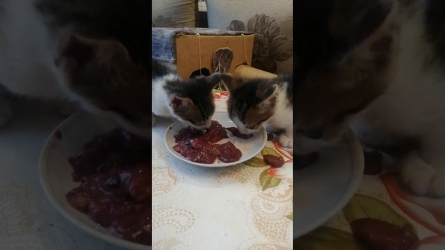 Котята едят куриную печень