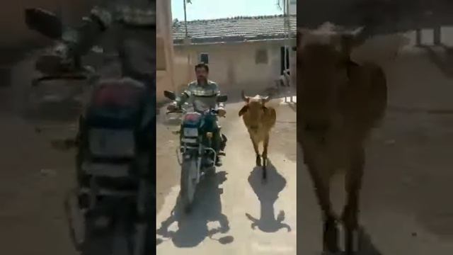 Cow Intelligence & ability. Smart - cattle.