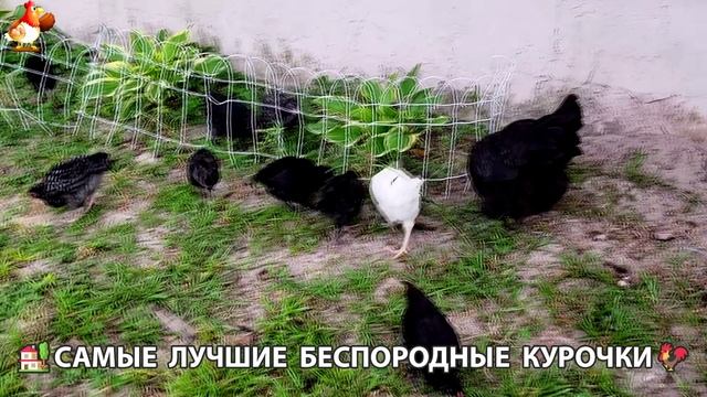 Курочки селяночки лучшие беспородные несушки 🥚 (18)