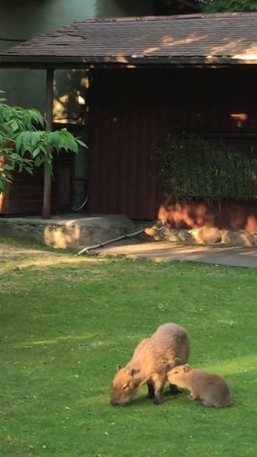Капибара в московском зоопарке #capybara