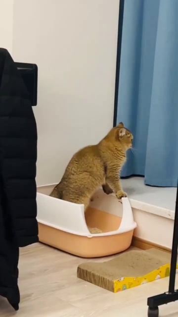 Рыжик кот МИКС #1